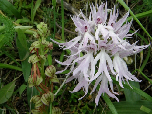 Ibrido: Orchis anthropophora x O. italica